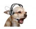 dog_music.jpg